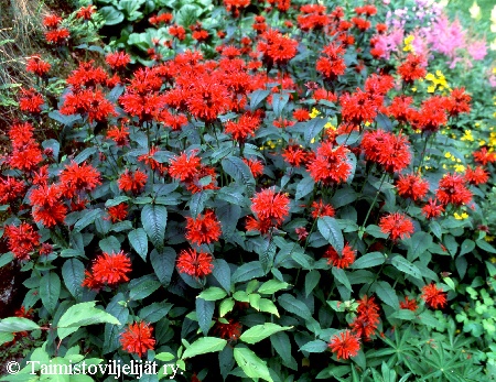 Monarda didyma 'Cambridge Scarlet', punavriminttu